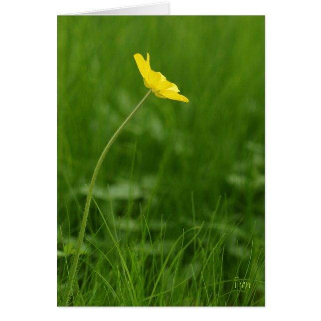 Cartão uma flor de solteiro (Frente)