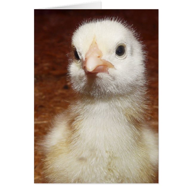 Cartão Uma Galinha Infeliz (Frente)