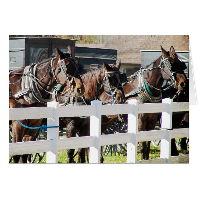 Cartão Uma Linha de Cavalos Amish (Frente Horizontal)