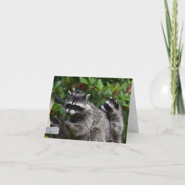 Cartão Uma mamã Raccoon e seu bebê (Frente)