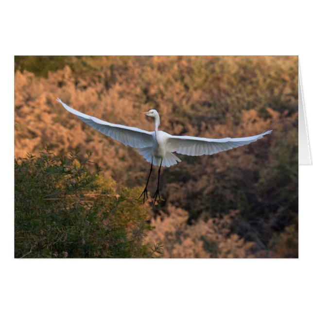 Cartão Uma mosca Egret (Frente Horizontal)