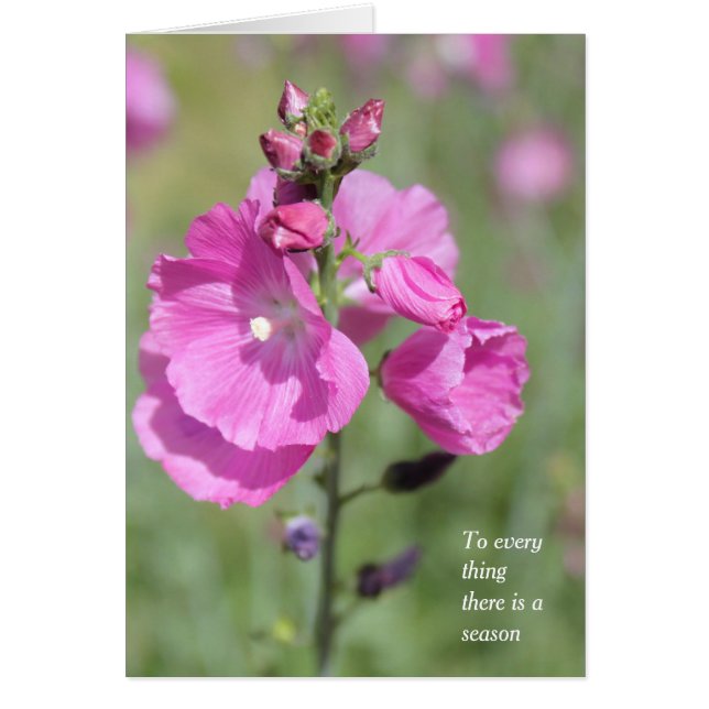 Cartão Uma Ocasião Hollyhock de Época e Tempo (Frente)