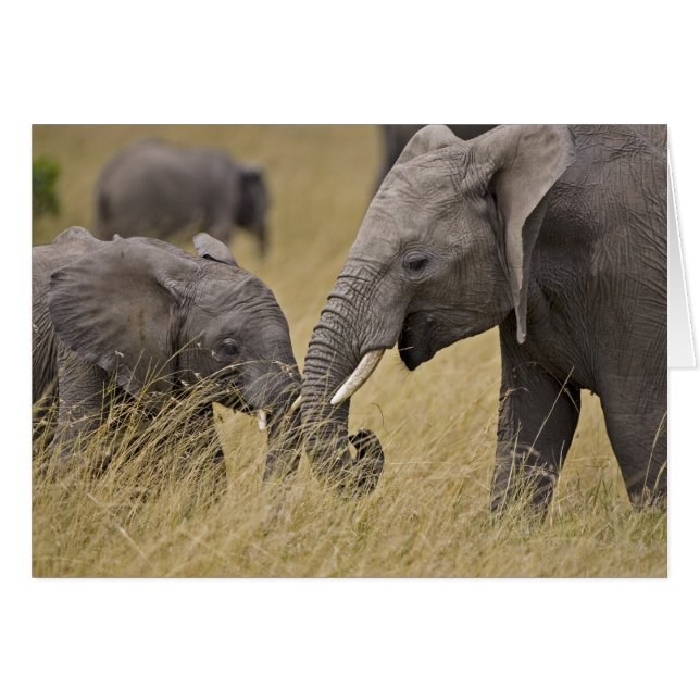 Cartão Uma pastagem de elefante africano nos campos (Frente Horizontal)