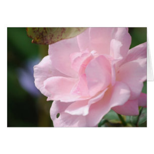 Cartão Uma Rosa Rosa Rosa Pálida