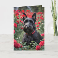 "Uma Rosa vermelha para o Black Scottish Terrier"