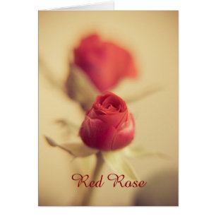 Cartão Uma Rosa Vermelha para o seu Amor...