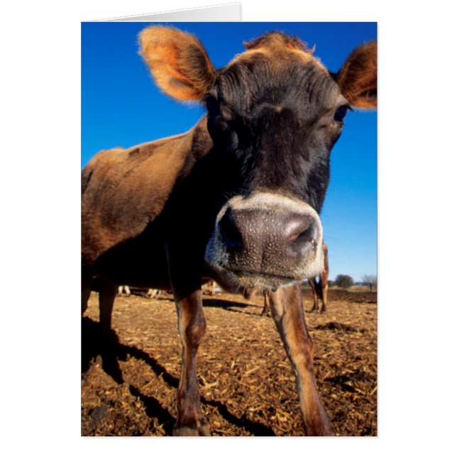 Cartão Uma vaca Jersey sendo curiosa (Frente)