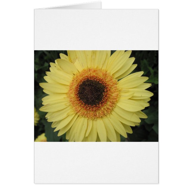 Cartão Uma ventoinha de explosão solar (Frente)