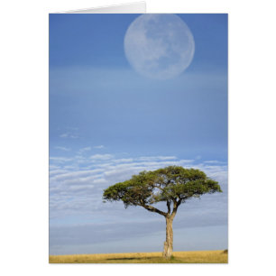 Cartão Umbrella Thorn Acacia, Acacia tortilis e