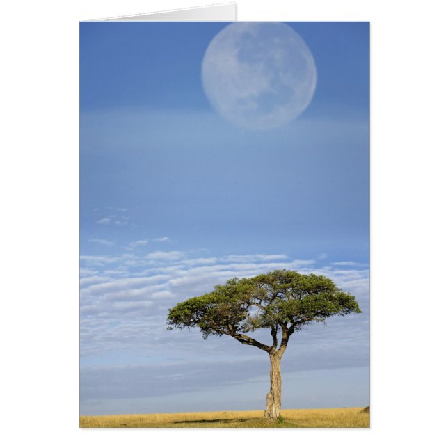 Cartão Umbrella Thorn Acacia, Acacia tortilis e (Frente)