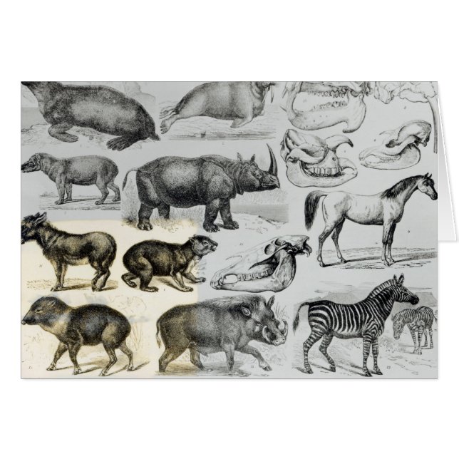 Cartão Ungulata ou animais Hoofed (Frente Horizontal)