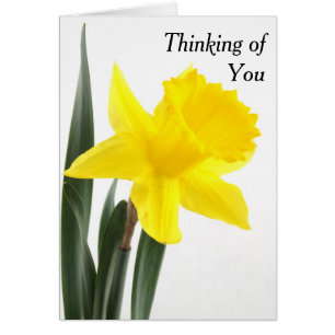 Cartão Único Daffodil amarelo do narciso