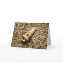 Unicorn Shell na Praia