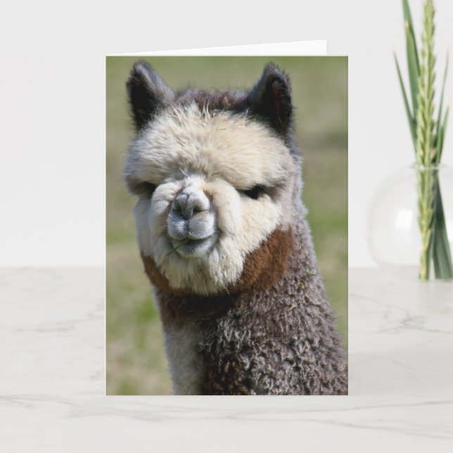 Cartão Up Close Grey Alpaca Card (Frente)