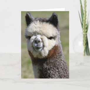 Cartão Up Close Grey Alpaca Card