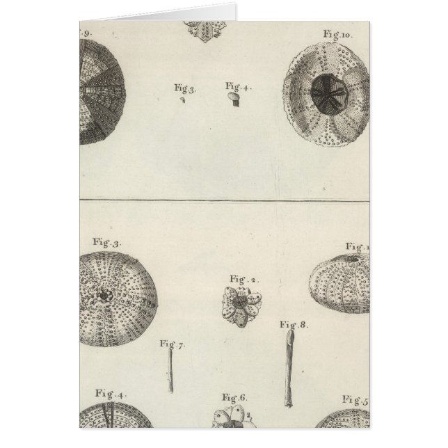 Cartão Urchins do Mar (Frente)