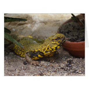 Cartão Uromastyx geyri