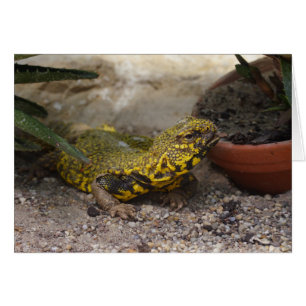 Cartão Uromastyx geyri