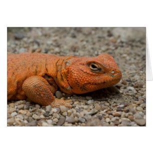 Cartão Uromastyx geyri