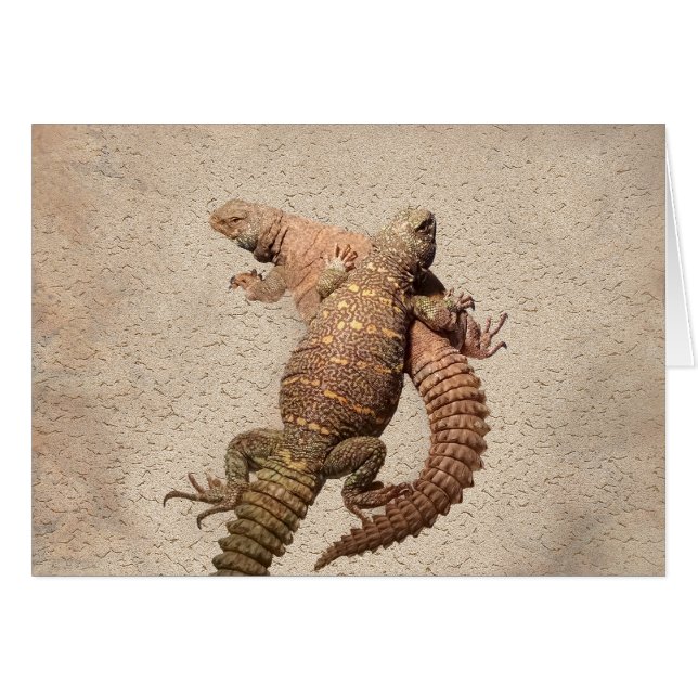 Cartão Uromastyxs - lagartos adoráveis (Frente Horizontal)