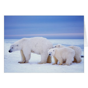 Cartão ursa polar com filhotes