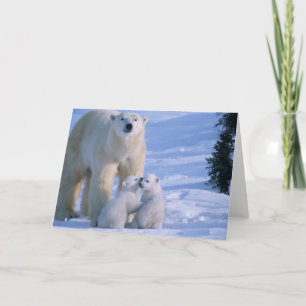 Cartão Ursa Polar Feminina em Pé com 2 Cubs