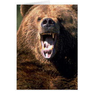 Cartão Urso Castanho Mostrando Dentes