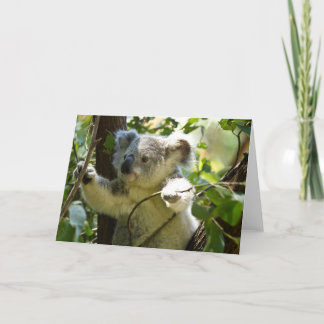 Cartão Urso Coala Fofo Destino Natureza Aussi Interior