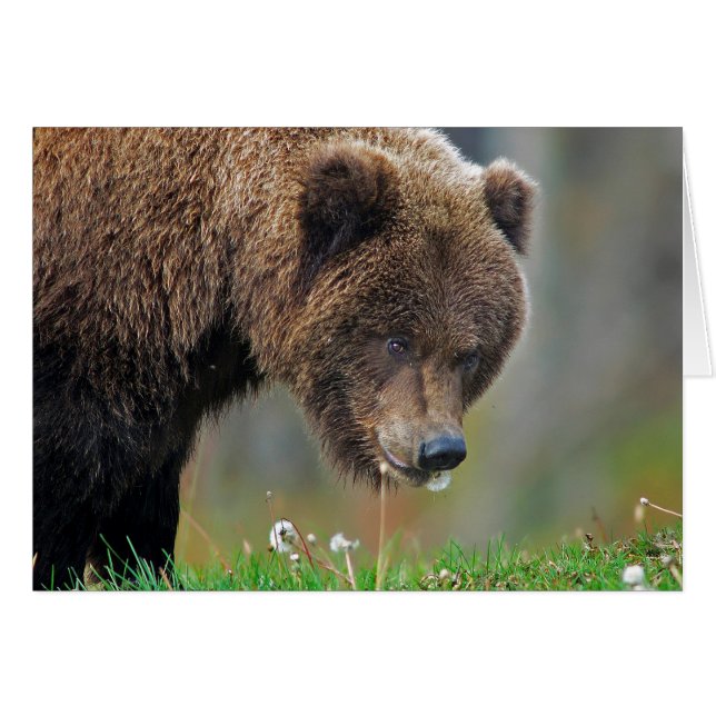Cartão Urso de Brown do Alasca que come o dente-de-leão (Frente Horizontal)