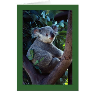 Cartão Urso de Koala