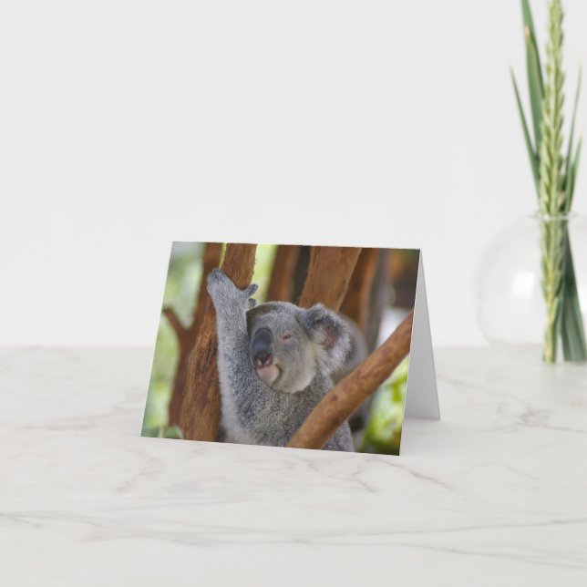 Cartão Urso de Koala Notecard (Frente)