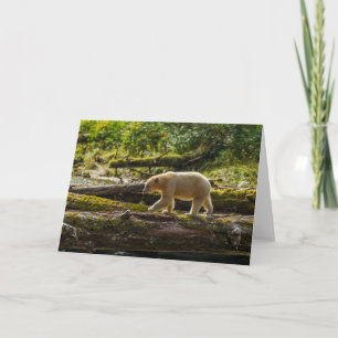 Cartão Urso Espírito Branco Caça