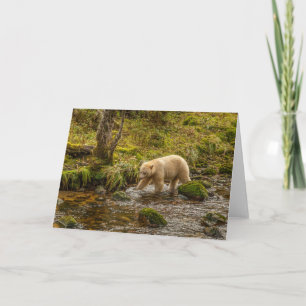 Cartão Urso Espírito Branco caça peixes no Riordan Creek