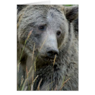 Cartão Urso Grizzly Antigo