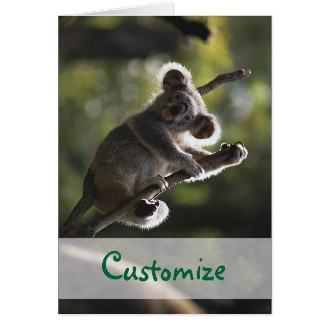 Cartão Urso Koala Absolutamente Adorável (Frente)