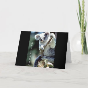 Cartão Urso Koala, Austrália