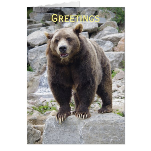 Cartão Urso Kodiak em Pé numa Pedra (Frente)