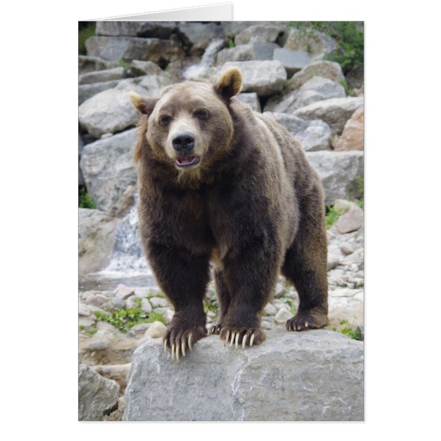 Cartão Urso Kodiak em pé sobre uma rocha (Frente)
