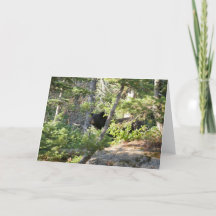 Urso Negro em Grand Teton