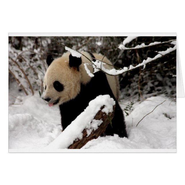 Cartão Urso Panda (Frente Horizontal)