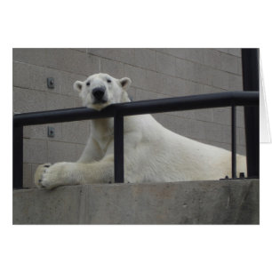 Cartão Urso polar