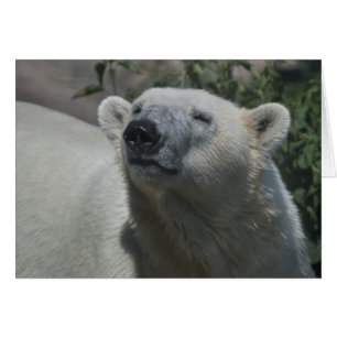 Cartão Urso Polar