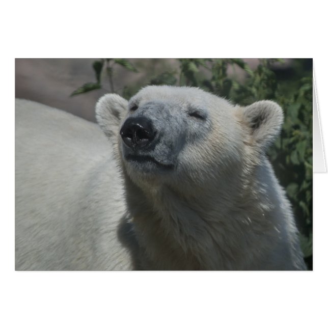 Cartão Urso Polar (Frente Horizontal)