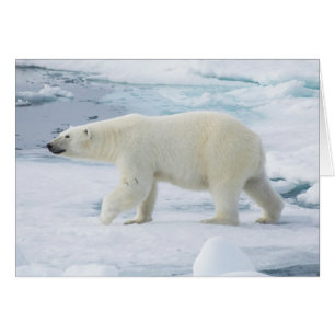 Cartão Urso Polar a Caminhar, Noruega