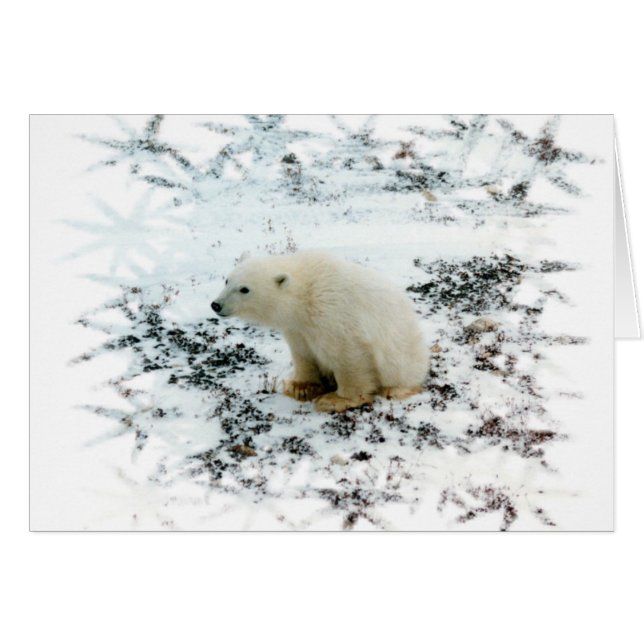 Cartão urso polar bebê (Frente Horizontal)