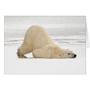 Cartão Urso polar coçando-se na tundra congelada