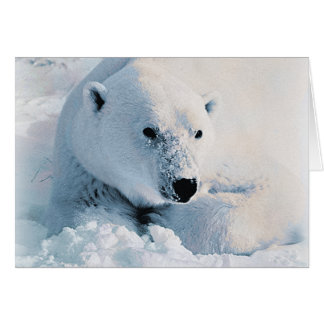 Cartão Urso polar e neve