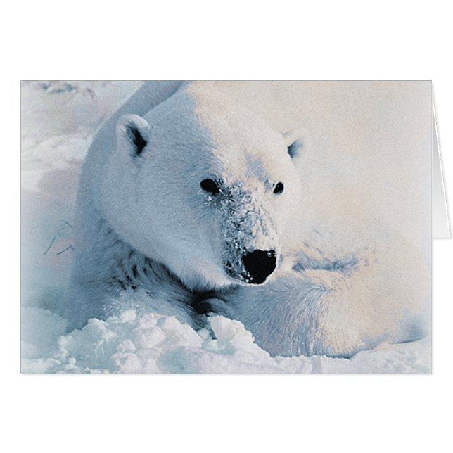 Cartão Urso polar e neve (Frente Horizontal)