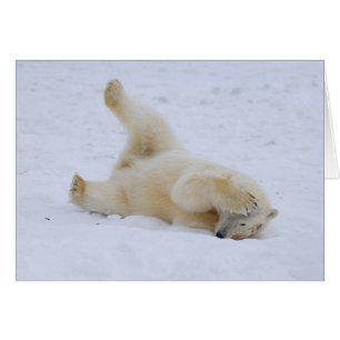 Cartão urso polar, Ursus maritimus, filhote rolando
