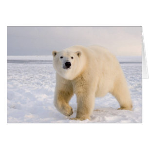 Cartão urso polar, Ursus maritimus, no gelo e neve, 2